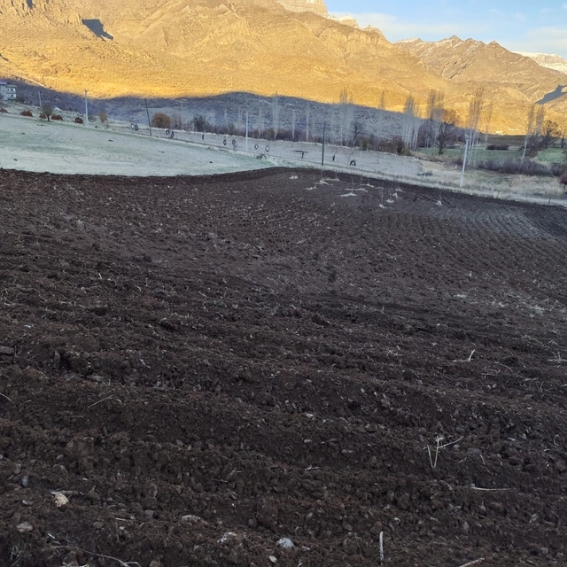 Arpalar kar yağmadan toprakla buluşuyor