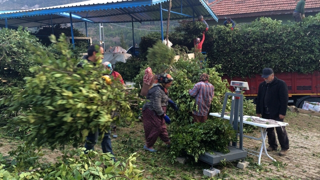 Kilogramı 25 liradan satılan defne yaprağı bir köyün geçim kanağı oldu
Antalya'dan hasat edilip köy meydanında tartılıyor, Avrupa'ya gönderiliyor
Antalya'da 150 ton defne yaprağı hasadı yapıldı
Kilosu 25 liradan satılan defne yaprağı, yaklaşık yüz aileye önemli ölçüde gelir sağlıyor