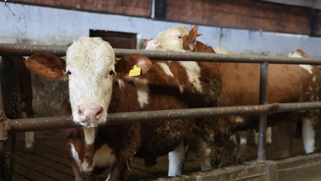 Yüzde 60 hibe aldığı destekle 300 hayvanlık çiftlik kurdu
35 büyükbaşla başladığı çiftlikte, devlet desteğiyle 300 büyükbaşa yükseltti
Devletten aldığı destekle çiftlik sahibi oldu
Süt satıyordu, devletten aldığı destekle büyükbaş çiftliği açtı
Büyükbaş çiftliği açan Erdem: "Devletin desteği olmasaydı böyle bir yeri hayal edemezdik"