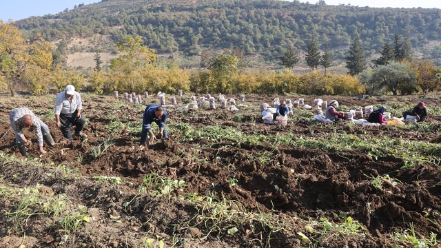 Kuraklık nedeniyle verimin yarı yarıya düştüğü tatlı patateste son hasat yapıldı