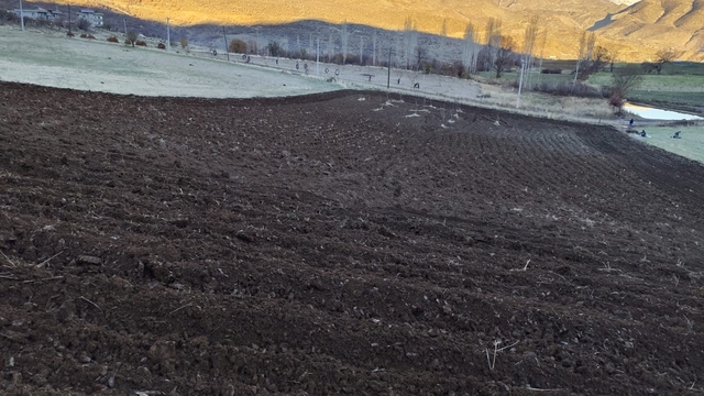 Arpalar kar yağmadan toprakla buluşuyor