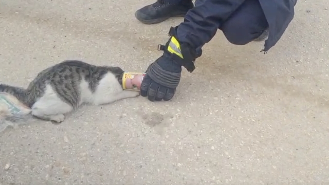 Adıyaman'da başı konserve kutusuna sıkışan kedi kurtarıldı