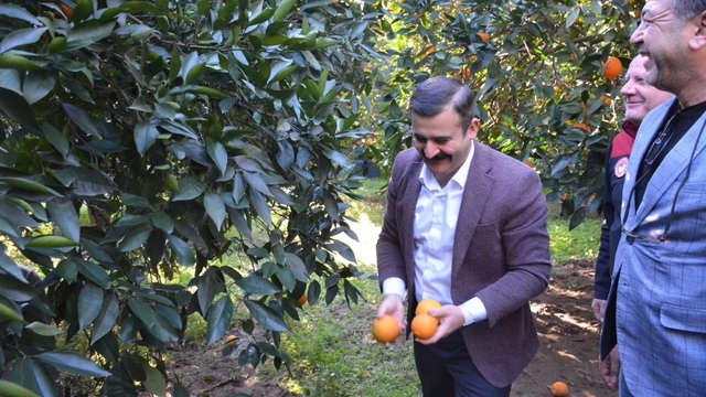 Kaymakam Kumcu, 'Köyceğiz Portakalı' hasadına katıldı
