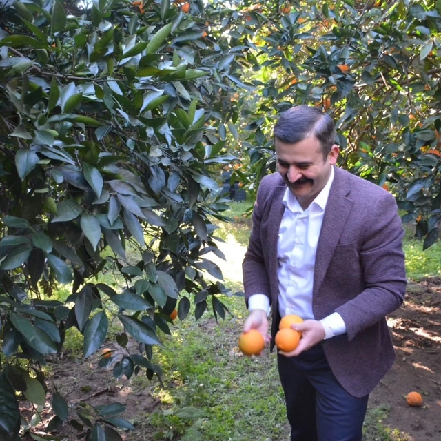 Kaymakam Kumcu, 'Köyceğiz Portakalı' hasadına katıldı