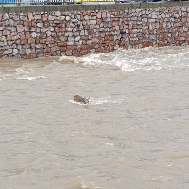 Çaya düşen karaca kurtarıldı