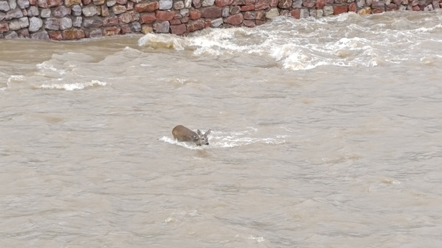 Çaya düşen karaca kurtarıldı
