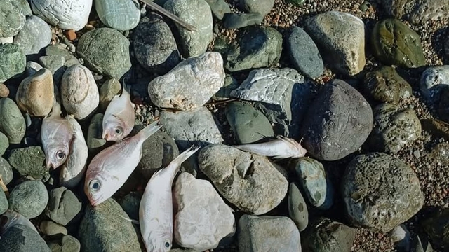Datça'da ölü balıklar sahile vurdu