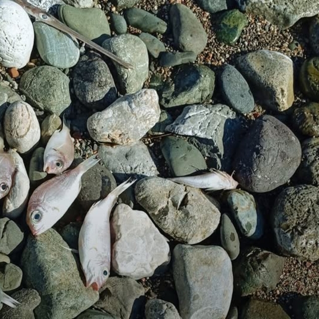 Datça'da ölü balıklar sahile vurdu