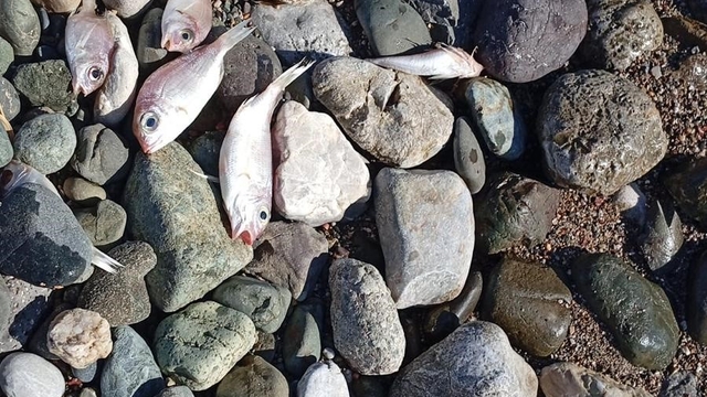 Datça'da çok sayıda ölü balık kıyıya vurdu