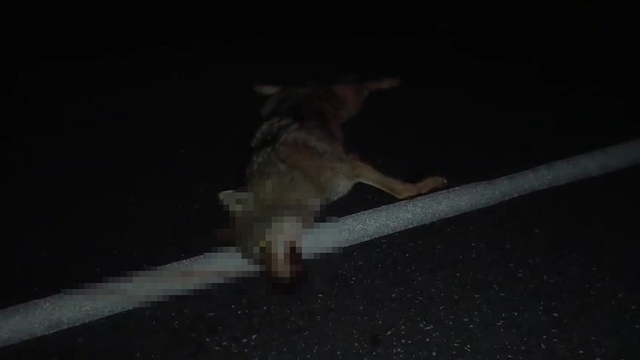 Adilcevaz'da araçların çarptığı kurt telef oldu