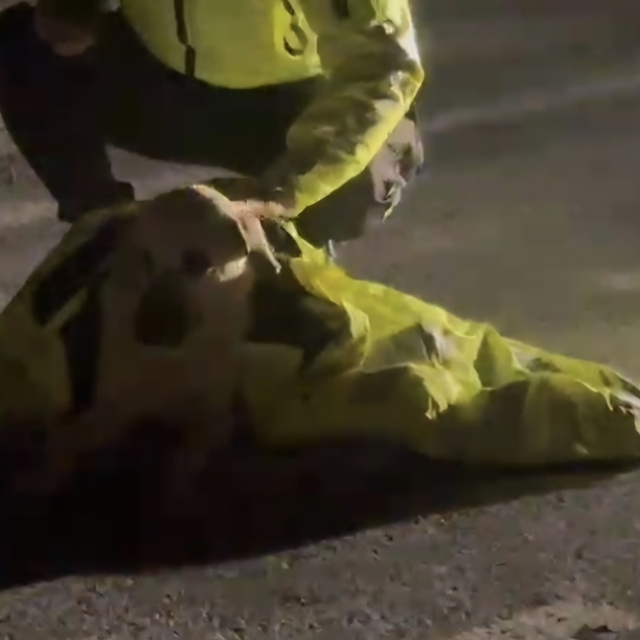 Polis, yaralı köpeğin üstünü kendi montuyla örttü