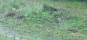 Fotokapanına takılan iki tavşan gülümsetti