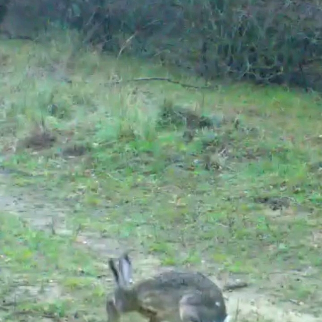 Fotokapanına takılan iki tavşan gülümsetti