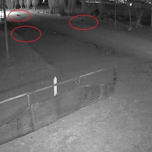 Bayburt'ta 5 kurdun köpeği tuzağa çektiği anlar kamerada