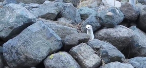 Gelincik rengiyle mevsime ayak uydurdu