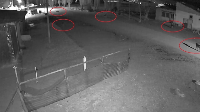 Bayburt'ta 5 kurdun köpeği tuzağa çektiği anlar kamerada