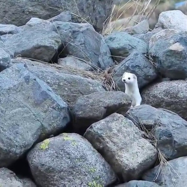 Gelincik rengiyle mevsime ayak uydurdu