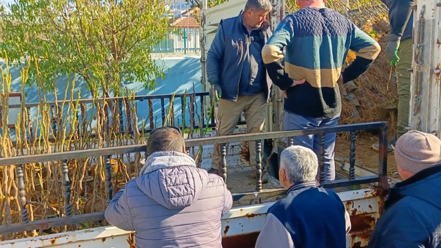 Koçarlı'da üreticiye 4 bin incir fidanı dağıtıldı