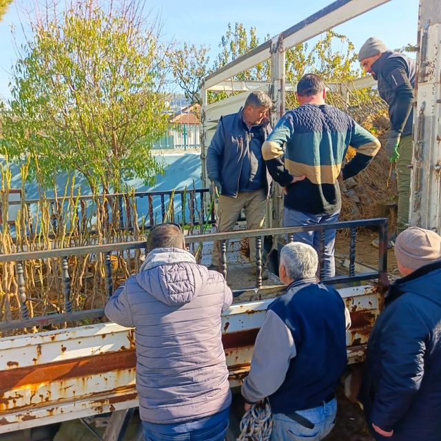 Koçarlı'da üreticiye 4 bin incir fidanı dağıtıldı