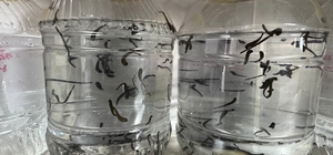 Eğirdir'de yılda 20 bin tıbbi sülük kontrollü ortamda üretiliyor
Üretilen t...