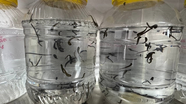 Eğirdir'de yılda 20 bin tıbbi sülük kontrollü ortamda üretiliyor
Üretilen tıbbi sülükler sağlık ve bilim alanında kullanılıyor