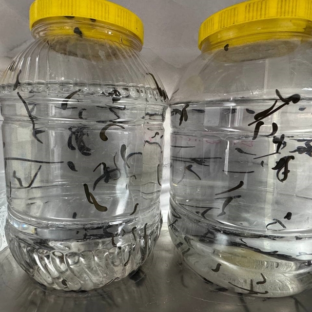 Eğirdir'de yılda 20 bin tıbbi sülük kontrollü ortamda üretiliyor
Üretilen t...