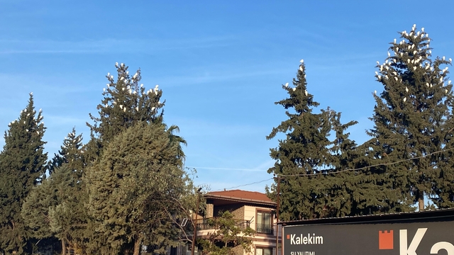 Osmaniye'de sığır balıkçıllarının kış konaklaması ilgi çekiyor