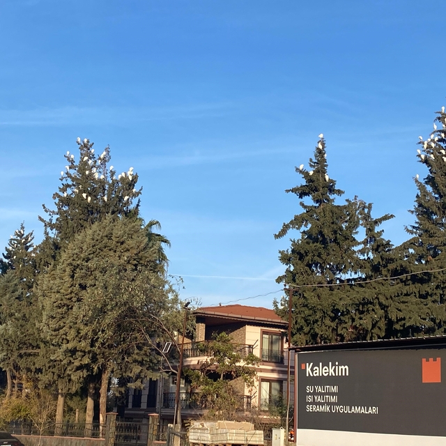 Osmaniye'de sığır balıkçıllarının kış konaklaması ilgi çekiyor