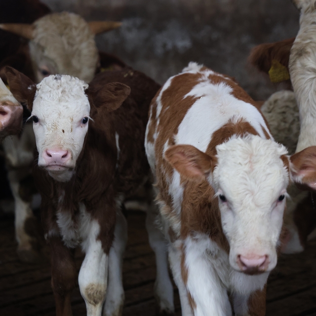 Yıl bitmeden gelen çifte mutluluk: Üreticinin ikiz buzağı sevinci