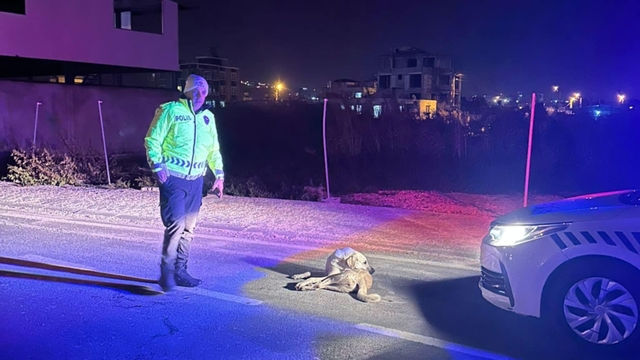 Samandağ ilçesinde polis ekiplerinin bulduğu yaralı köpek barınağa götürüldü