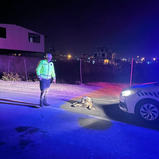 Samandağ ilçesinde polis ekiplerinin bulduğu yaralı köpek barınağa götürüld...