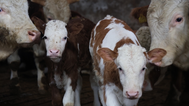 Yıl bitmeden gelen çifte mutluluk: Üreticinin ikiz buzağı sevinci