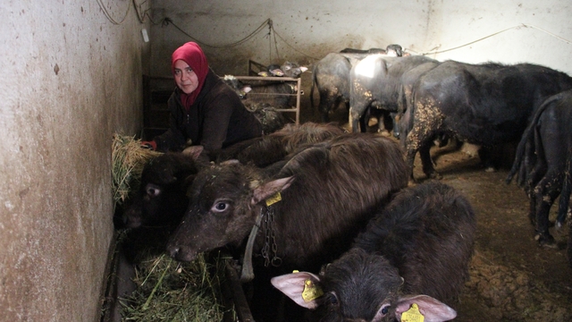 Kadın girişimcinin azmi: 11 mandayla başladı, siparişlere yetişemez hale geldi
Eleştirilere aldırış etmedi, şimdi mandacılıkta Çorum'u markalaştırmak istiyor