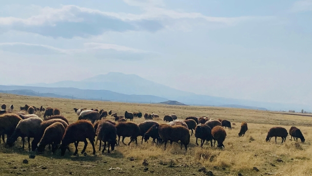 Ağrı'da ılıman iklim kış besicilerin yüzünü güldürdü