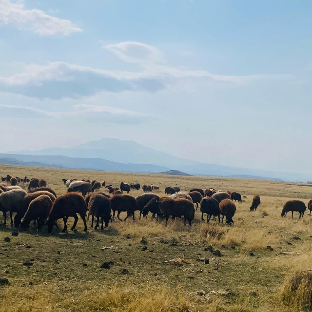 Ağrı'da ılıman iklim kış besicilerin yüzünü güldürdü