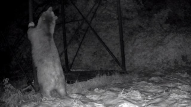 Arı kovanlarına ulaşmaya çalışan ayı kamerada