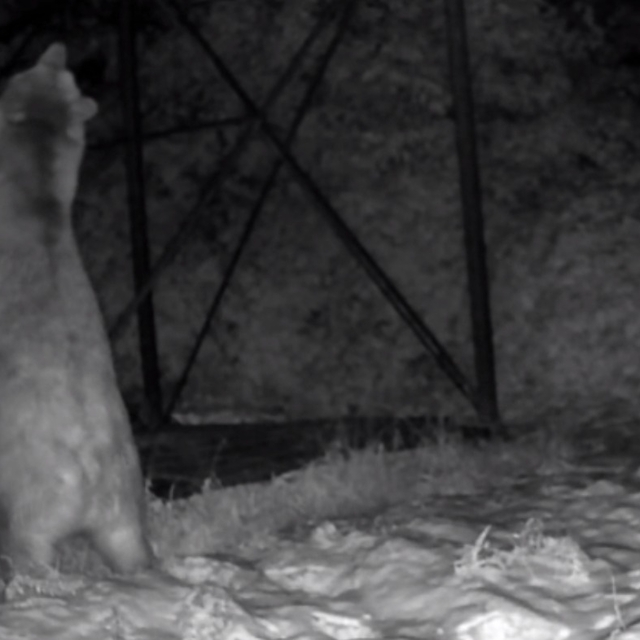 Arı kovanlarına ulaşmaya çalışan ayı kamerada