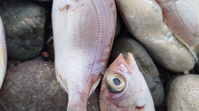 Datça'da sahilde görülen balık ölümlerinde tehlikeli bir bulguya rastlanmadı