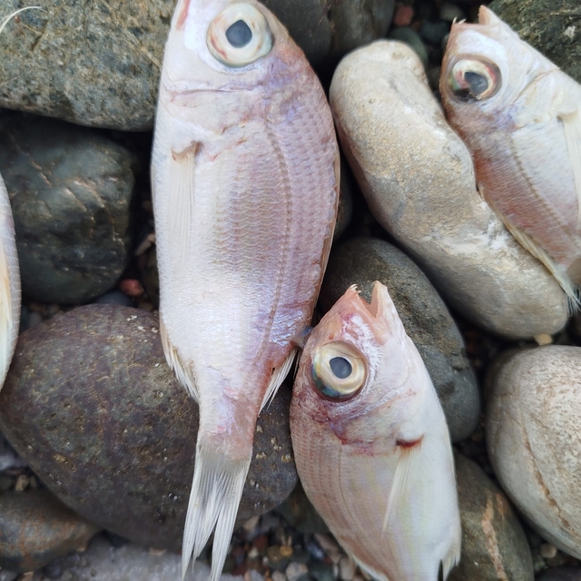 Datça'da sahilde görülen balık ölümlerinde tehlikeli bir bulguya rastlanmad...