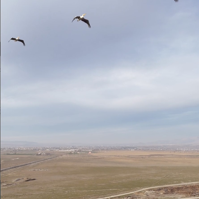 Güneye uçan pelikan sürüsü şaşırttı