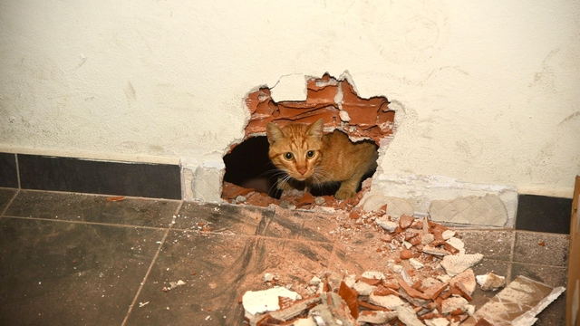 Giresun'da okulun havalandırma boşluğunda mahsur kalan kedi kurtarıldı