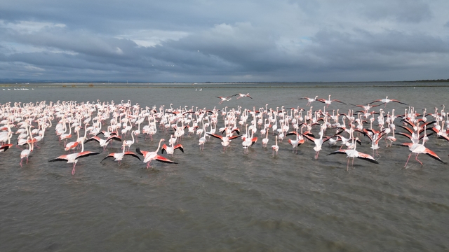 Enez Gala Gölü flamingolara ev sahipliği yapıyor
