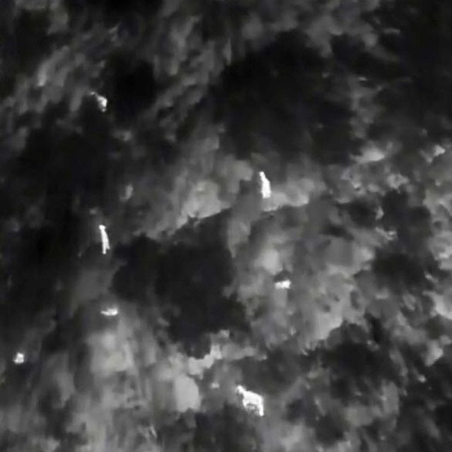 Üreme dönemindeki yaban keçileri, termal kameralı dronla izleniyor