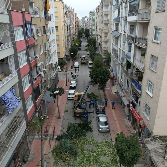 Mersin'de ağaçlara kış bakımı