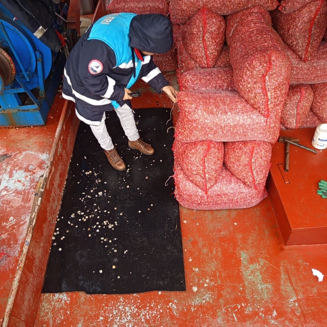 Karadeniz'den çıkartılan beyaz kum midyesine sıkı denetim