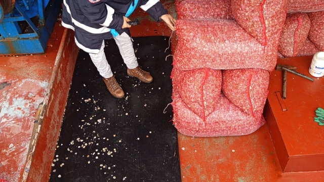 Karadeniz'den çıkartılan beyaz kum midyesine sıkı denetim