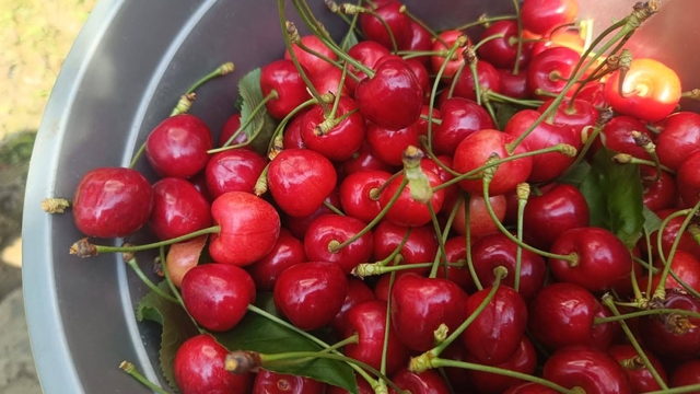 Edirne'den Avrupa'ya ihraç edilen 'Çeribaşı kirazı' coğrafi işaret tescili aldı