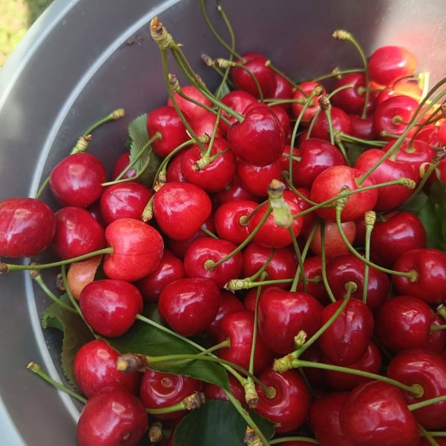 Edirne'den Avrupa'ya ihraç edilen 'Çeribaşı kirazı' coğrafi işaret tescili...