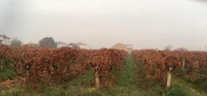 Sağanak yağmur çiftçileri sevindirdi