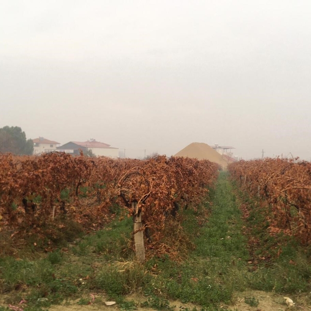 Sağanak yağmur çiftçileri sevindirdi